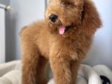 Labradoodle Red Brown Oğlumuz Teddy