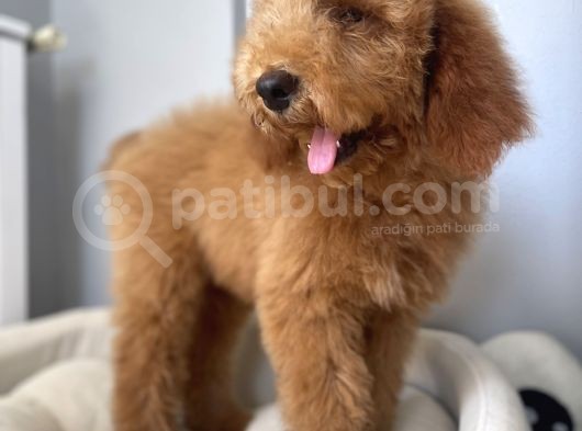 Labradoodle Red Brown Oğlumuz Teddy görsel