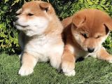Shiba Inu Orange Turuncu Secereli Özel Yavrular