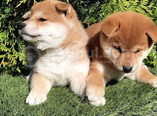 Shiba Inu Orange Turuncu Secereli Özel Yavrular görsel