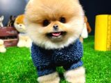Ayı Surat Pomeranian Boo Yavrularımız