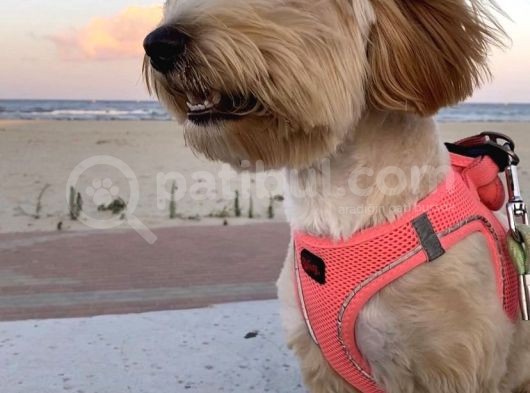 Anne Altından Garantili Sağlıklı Maltipoodle  Yavrular görsel