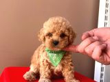 Toy Boy Poodle Yavrular