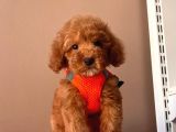 Toy Boy Poodle Yavrular