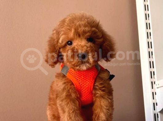 Toy Boy Poodle Yavrular görsel