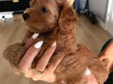 Çok Tatlı Maltipoo Yavruları