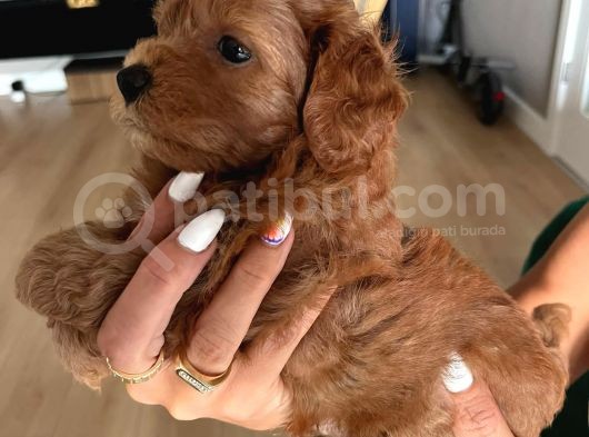 Çok Tatlı Maltipoo Yavruları görsel