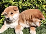 Shiba Inu Orange Turuncu Secereli Özel Yavrular