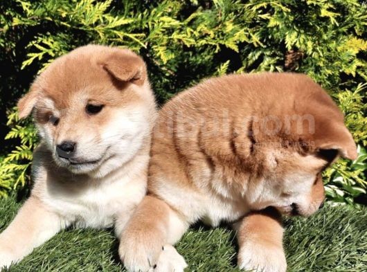 Shiba Inu Orange Turuncu Secereli Özel Yavrular