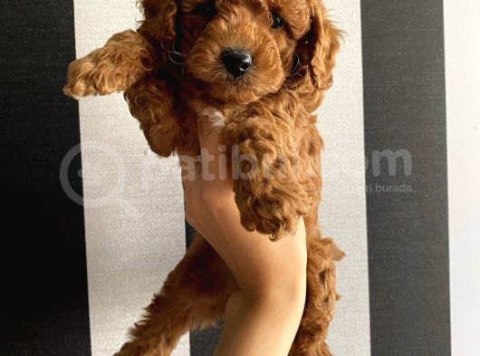 Red Brown Dişi Erkek Toy Yavrularımız görsel