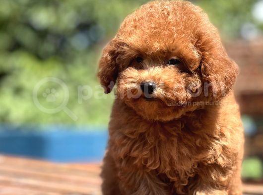 Bebek Surat Toy Poodle Bebekler görsel