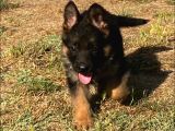 Secereli̇ Alman Çoban Köpeği̇ Yavrularimiz