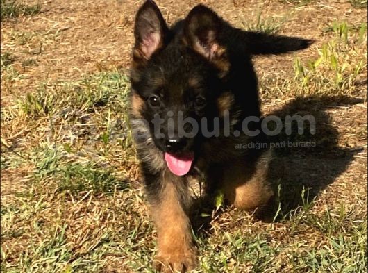 Secereli̇ Alman Çoban Köpeği̇ Yavrularimiz