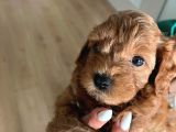 Çok Tatlı Maltipoo Yavruları