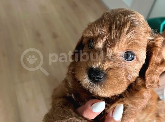 Çok Tatlı Maltipoo Yavruları görsel