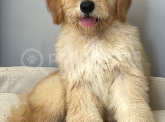 Goldendoodle Hypoallerjenik Terapi Köpeklerimiz görsel