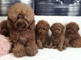 Bebek Suratlı Orjinal Mini Toy Poodle Özel Üretim