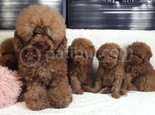 Bebek Suratlı Orjinal Mini Toy Poodle Özel Üretim