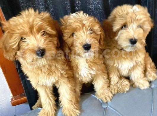 Anne Altından Garantili Sağlıklı Maltipoodle  Yavrular görsel