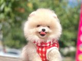 Safkan Pomeranian Boo Yavrular