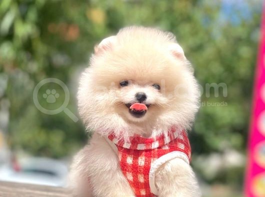 Safkan Pomeranian Boo Yavrular görsel