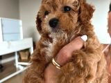 Çok Tatlı Maltipoo Yavruları
