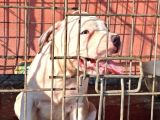Abkc Secereli̇ Ameri̇can Bully Blue Merle Xl Kizimiz