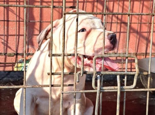 Abkc Secereli̇ Ameri̇can Bully Blue Merle Xl Kizimiz görsel
