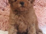 Bebek Suratlı Orjinal Mini Toy Poodle Özel Üretim