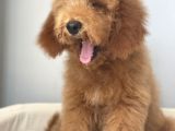 Labradoodle Red Brown Oğlumuz Teddy
