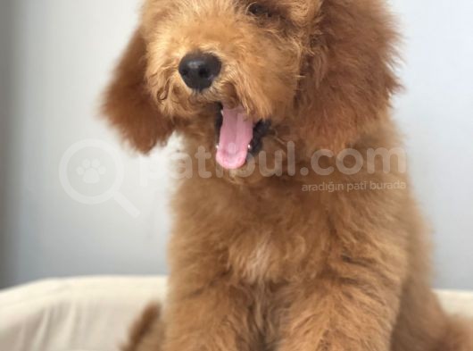 Labradoodle Red Brown Oğlumuz Teddy görsel