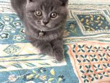 British Shorthair Yavruları