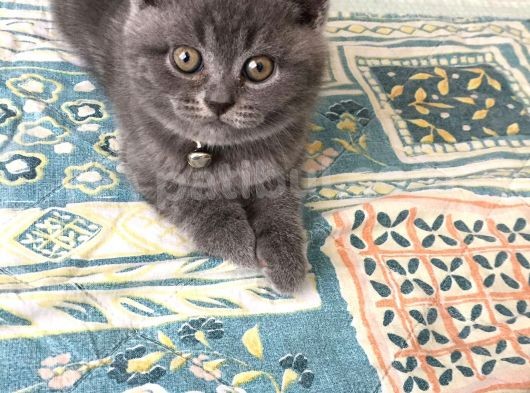 British Shorthair Yavruları görsel