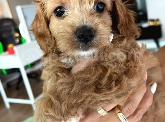 Çok Tatlı Maltipoo Yavruları