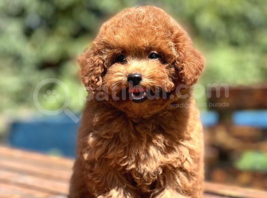 Bebek Surat Toy Poodle Bebekler görsel