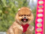 Safkan Pomeranian Boo Yavrular