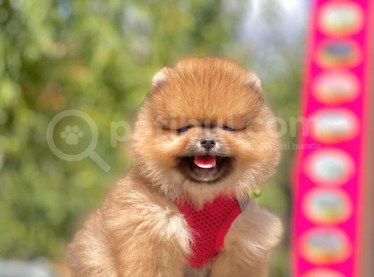 Safkan Pomeranian Boo Yavrular görsel