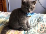 British Shorthair Yavruları