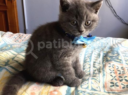 British Shorthair Yavruları görsel