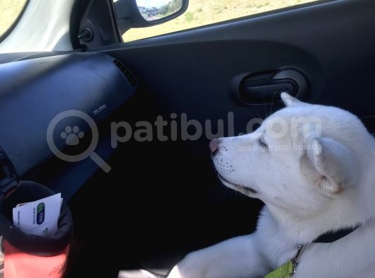 Anne Baba Kif Scr'Li  3 Aylık Japon Akita görsel