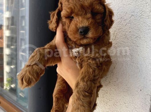 Red Brown Dişi Erkek Toy Yavrularımız görsel