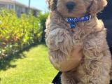 Toy Poodle Erkek Pasaportu Var 2 Aylık