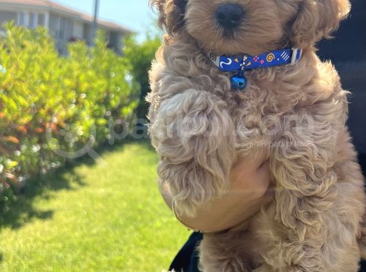 Toy Poodle Erkek Pasaportu Var 2 Aylık görsel