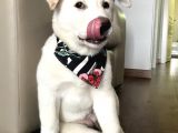 Anne Baba Kif Scr'Li  3 Aylık Japon Akita