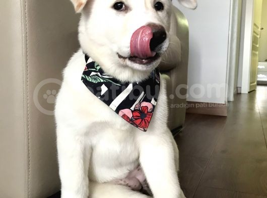 Anne Baba Kif Scr'Li  3 Aylık Japon Akita görsel