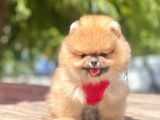 Safkan Pomeranian Boo Yavrular