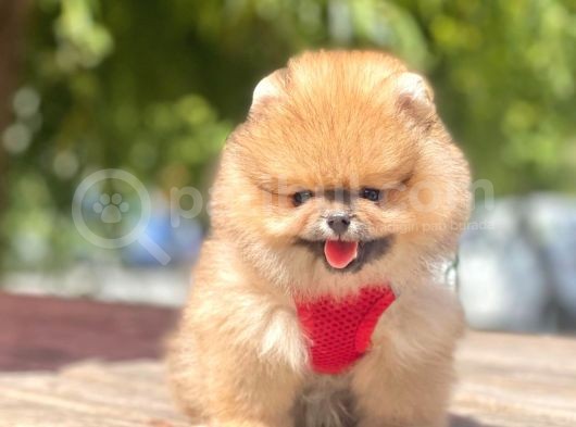 Safkan Pomeranian Boo Yavrular görsel