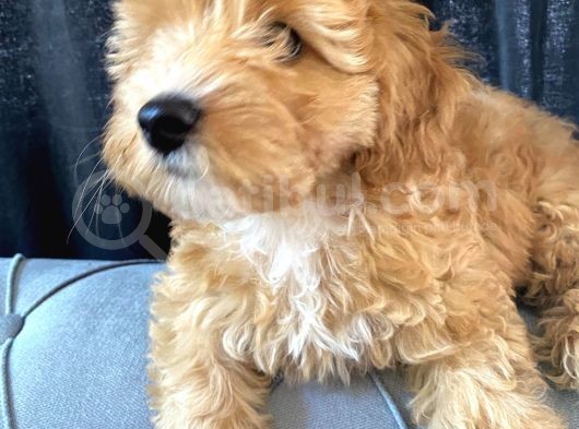 Anne Altından Garantili Sağlıklı Maltipoodle  Yavrular görsel