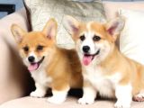 Pembroke Welsh Corgi Yavrularımız A Kalite Özel Üretim