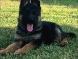 Secereli̇ Alman Çoban Köpeği̇ Yavrularimiz